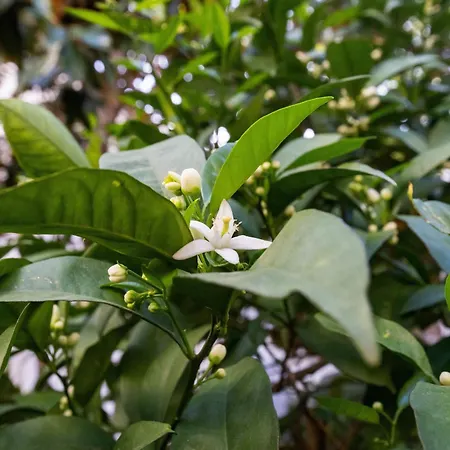 Nuevo 1 Centro Marbelsun *