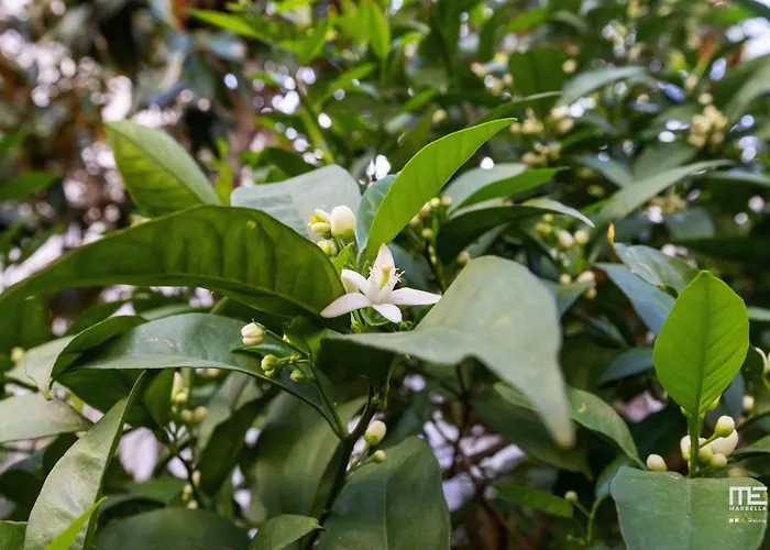 Nuevo 1 Centro Marbelsun *